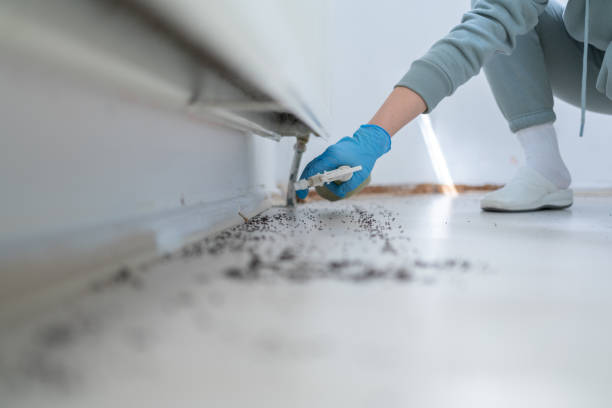 Best Termite Control Services  in Bluewell, WV